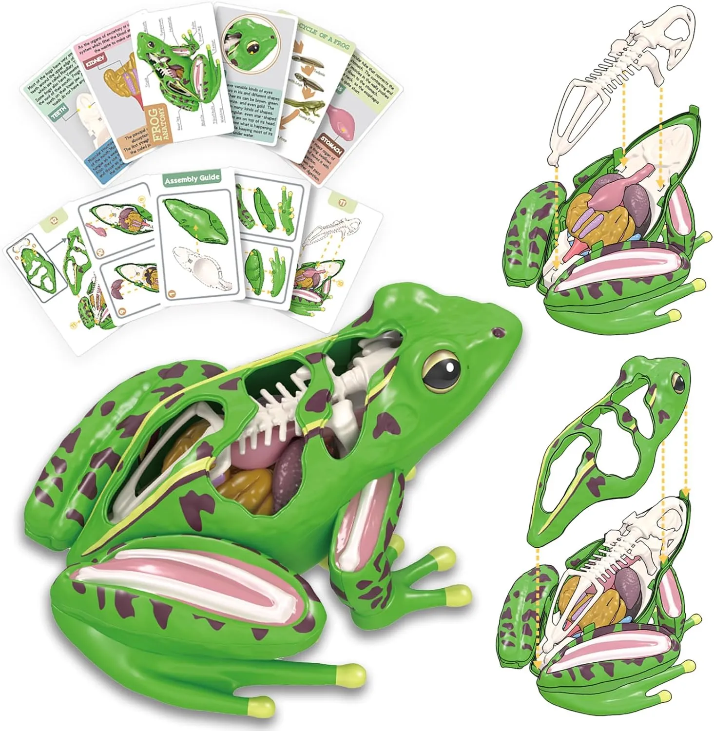 4D Vision Frog Anatomy Model, 23 Part Puzzle of Frog and 11 Knowledge Flash Cards, Detachable Frog Organs and Body Parts Model, Educational Medical Clinic Teaching Equipment, STEM Toy Gift for Kids