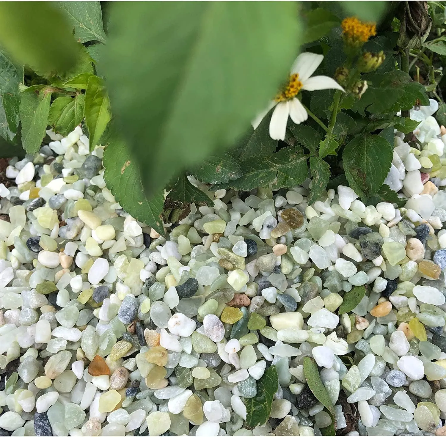 7lb Jade Bean Sand Stone-Succulents and Cactus Bonsai DIY Projects Rocks,Decorative Gravel for Plants and Vases Fillers,Terrarium,Fairy Gardening,Natural Stone Top Dressing for Potted Plants (1/4Inch)