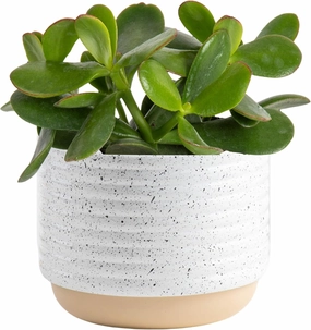 Costa Farms Succulent Live Plant, Jade Plant, Potted in Modern Decor Planter with Potting Soil Mix, Beautiful Room or Office Decor, Housewarming, Birthday Gift, 6-Inches Tall