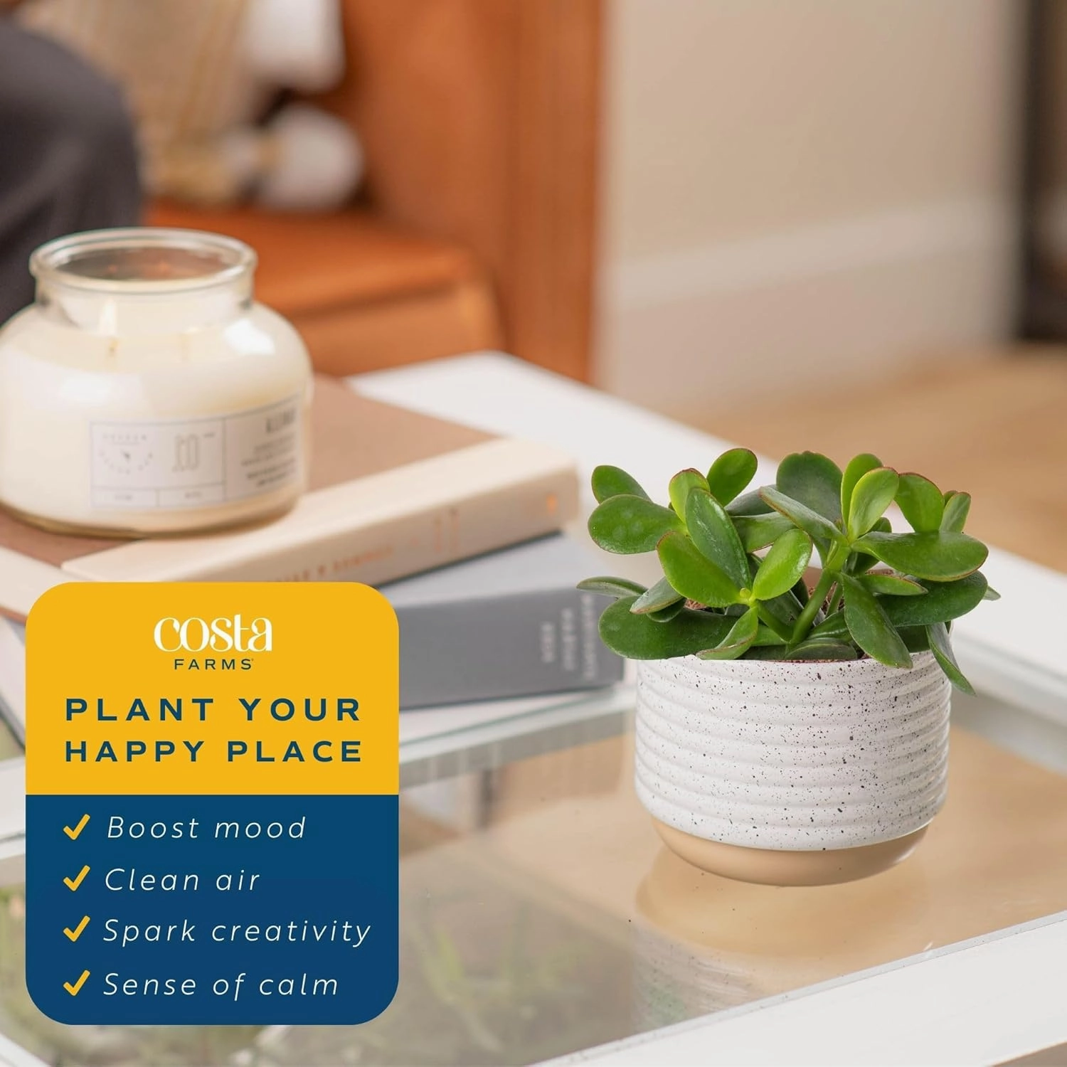 Costa Farms Succulent Live Plant, Jade Plant, Potted in Modern Decor Planter with Potting Soil Mix, Beautiful Room or Office Decor, Housewarming, Birthday Gift, 6-Inches Tall