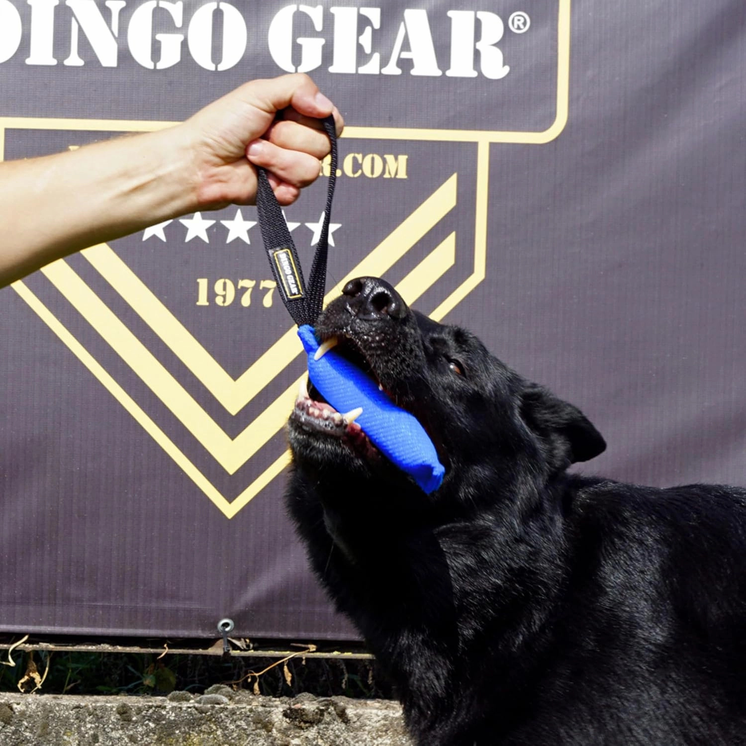 Dingo Gear French Linen tug Toy for Dog, Dog Bumper for Training, Agility, tug of war, Dog bite Pillow for Strong Dog, 1handle 6" Blue S00060