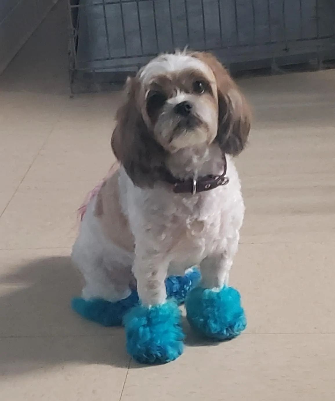 Dog Hair Dye (Aquamarine)