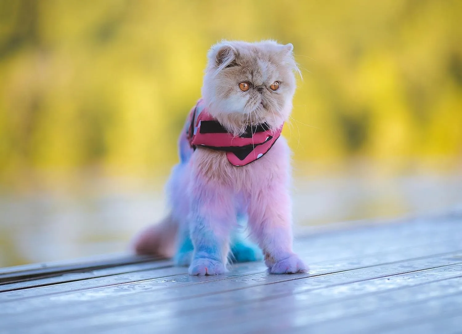 Dog Hair Dye (Aquamarine)