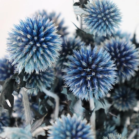 Dried Echinops, Royal Blue Natural Thistle Preserved Flowers, 20 Balls Blue Planet Echinops Globe Flower for Wedding Boho Party Home Decor, DIY Floral Arrangements