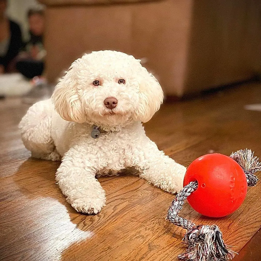 Jolly Pets Romp-n-Roll Rope and Ball Dog Toy, 4.5 Inches/Small, Orange