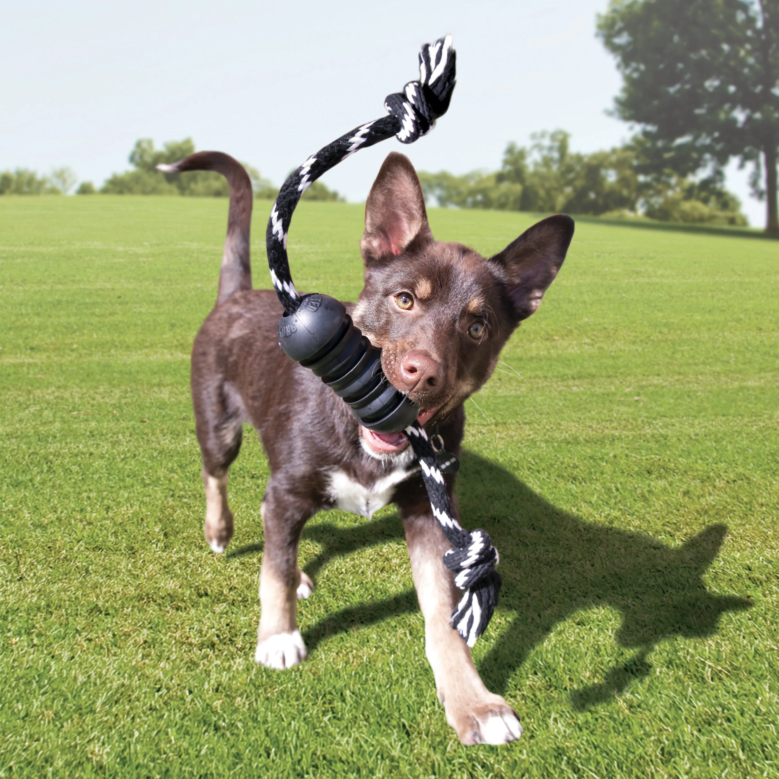 Kong Extreme Dental w/Rope Medium
