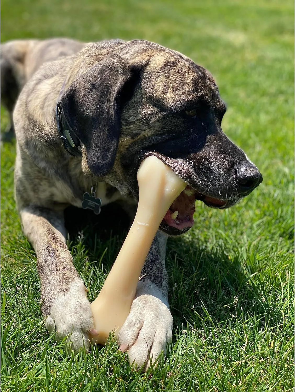 Nylabone Monster Bone Power Chew Toy for Dogs, Dog Toys for Aggressive Chewers, Chicken Flavor, XX-Large - 50   lbs, 1 Count