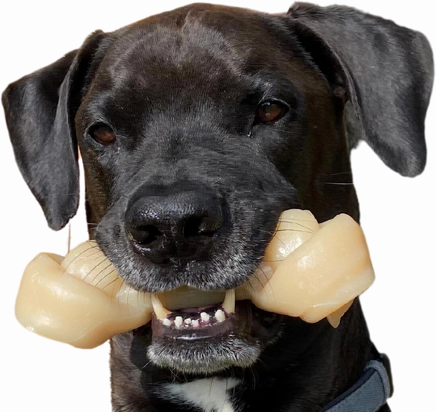 Nylabone Knot Bone Power Chew Toy for Dogs, Dog Toys for Aggressive Chewers, Chicken Flavor, X-Large - 50  lbs, 1 Count