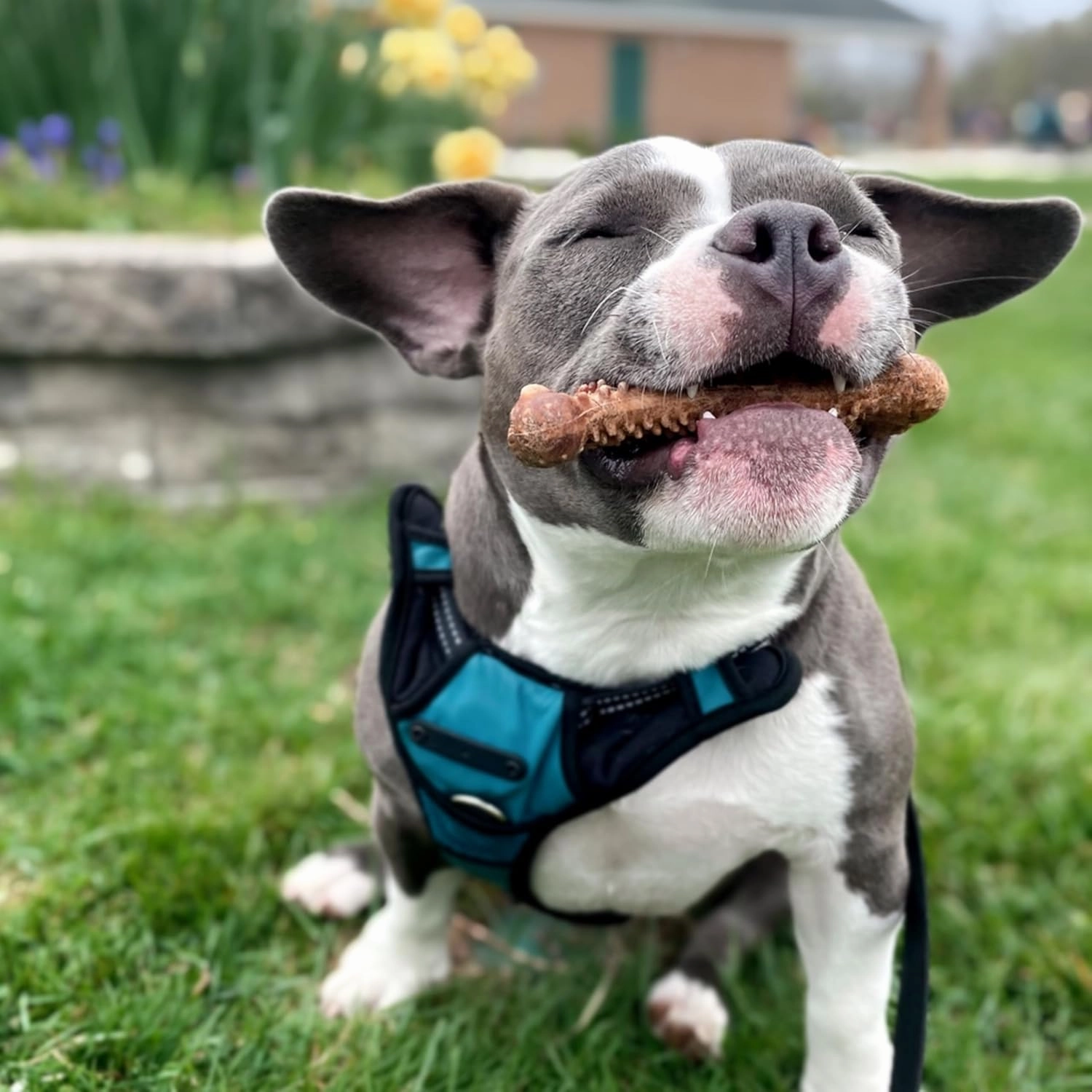 Nylabone Nubz Natural Edible Dog Chew Treats for Small Dogs, Long Lasting Dog Bones Made in USA, Chicken Flavor Dental Chews, for Dogs Up to 25 lbs. (36 Count)