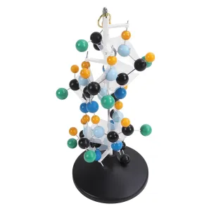 Protein Molecular Model Bright Colors 3D Modeling for Classroom School