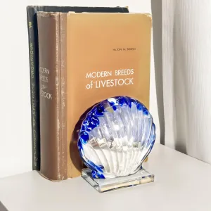 QFkris 4.5'' Blown Glass Scallop Shaped Sand Globe Art Decor, Nautical Sand Filled Glass Shell, Seashells Beach Paperweight for Gift