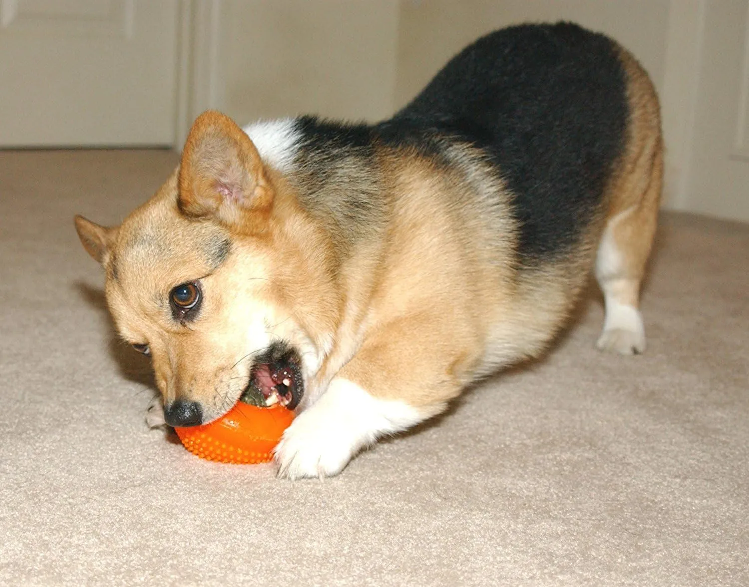 Starmark Everlasting Treat Bento Ball Tough Dog Chew Toy Large